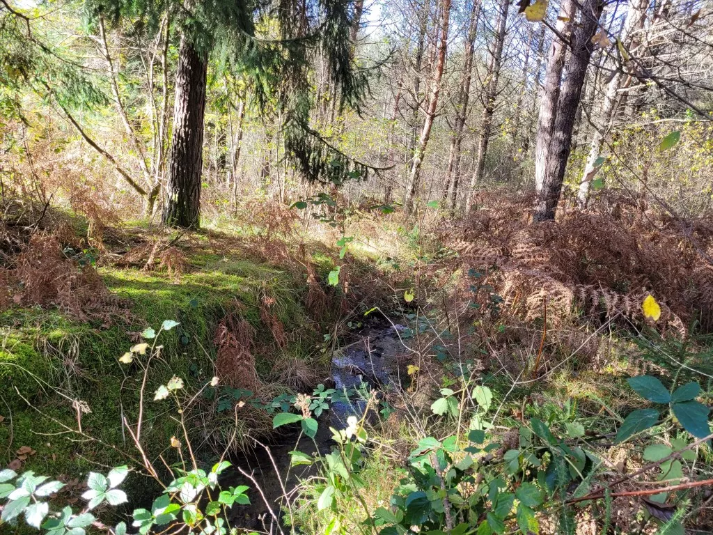 BEL ETANG AVEC CHALET